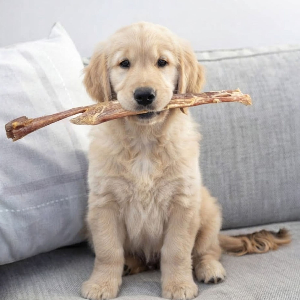 Golden Retriever puppy sitting on a sofa holding a jumbo paddywack chew