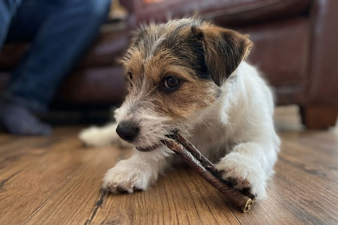 A jack russell puppy lying on a wooden floor chewing a beef tripe stick