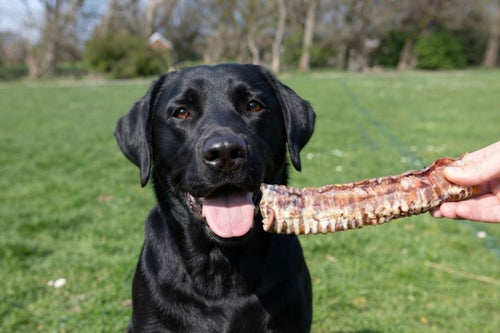 A black labrador being offered a dried beef trachea in a park
