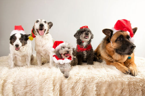 Five dogs of different sizes in Santa hats and festive outfits, sitting together on a cream rug