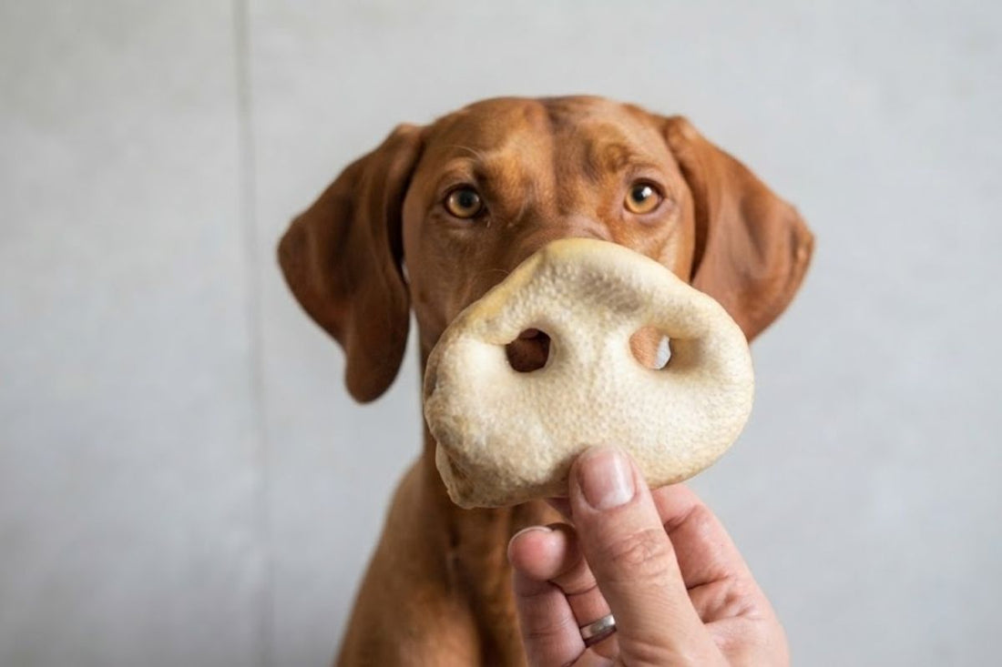 A vizsla looking at a puffed pig snout held up in front of its face