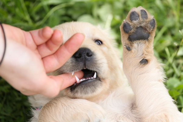 Puppy Teething: The Timeline, and What to Give Them to Chew