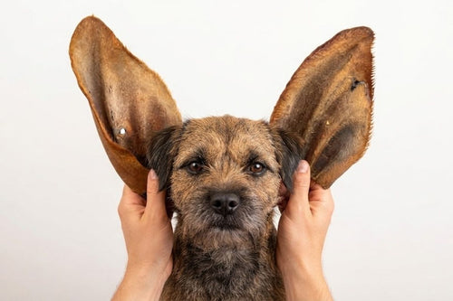 Two dried cow ears held up beside a border terrier's head, showing how large they are