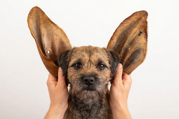 Two dried cow ears held up beside a border terrier's head, showing how large they are