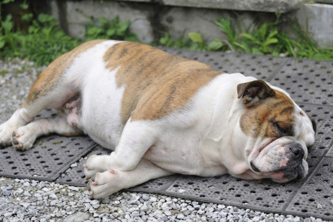 An overweight bulldog lying on its side outdoors