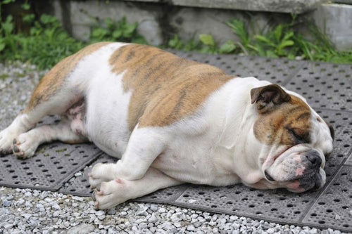 An overweight bulldog lying on its side outdoors