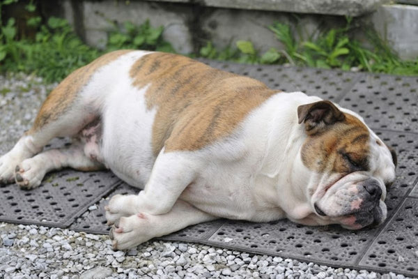 How Much Fat Is in Dog Treats? Every Chew We Sell, Compared