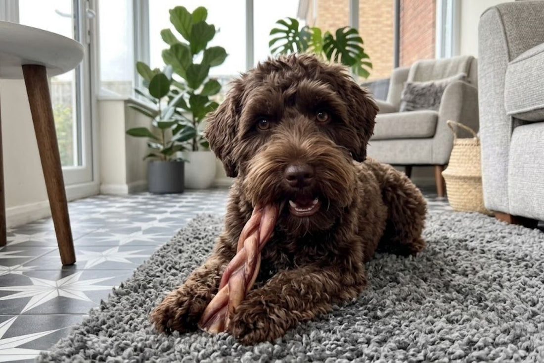 A chocolate cockapoo lying on a rug chewing a braided beef pizzle