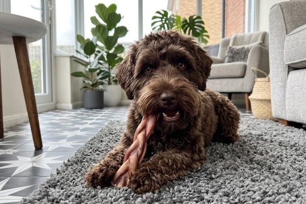 A chocolate cockapoo lying on a rug chewing a braided beef pizzle