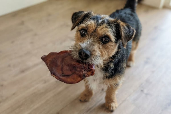 A terrier holding a large dried pig ear in its mouth
