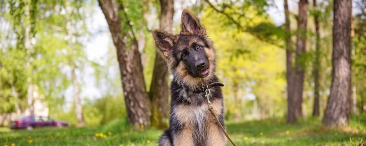 Natural treats and chews suitable for puppies from 12 weeks, from Wag & Whistle