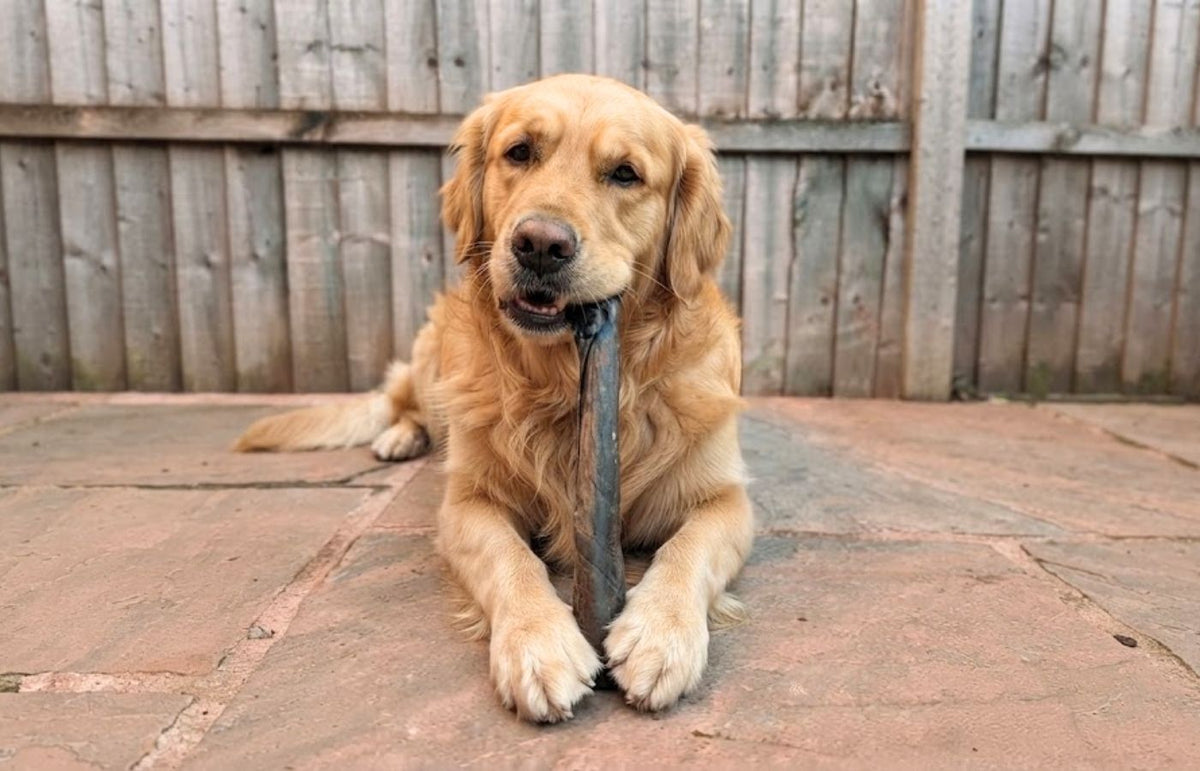 Golden Retriever lying on a patio with a natural camel wrap chew