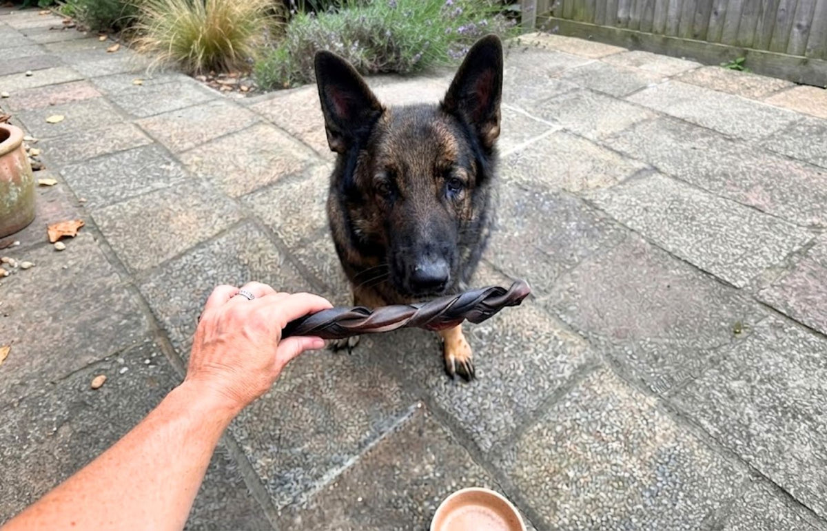 A German Shepherd waiting for a braided buffalo collagen chew