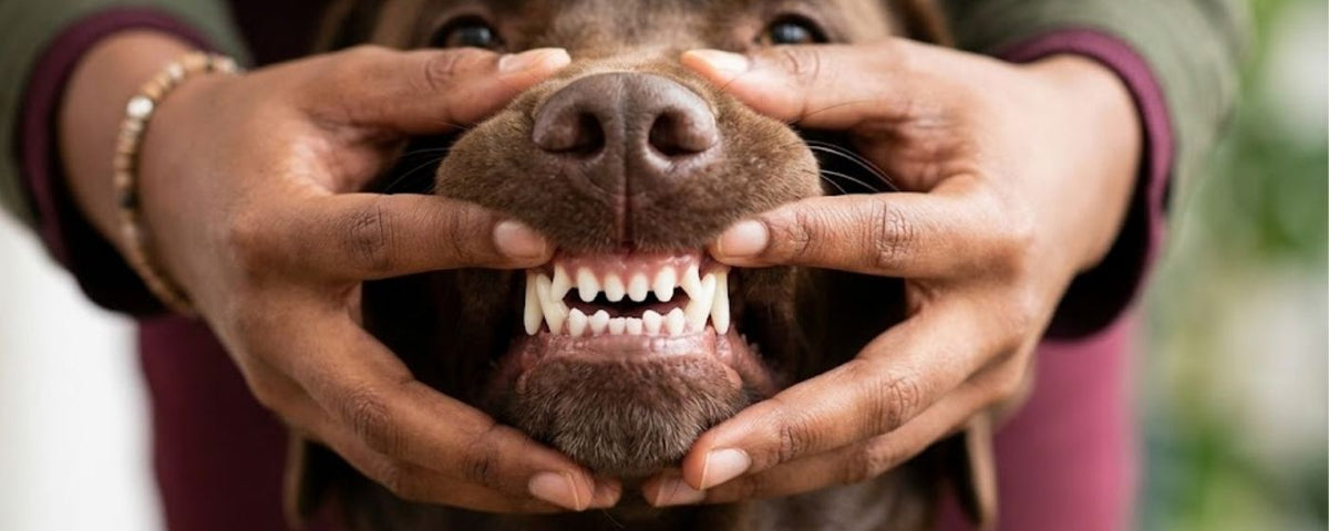 Natural dental chews for dogs from Wag & Whistle
