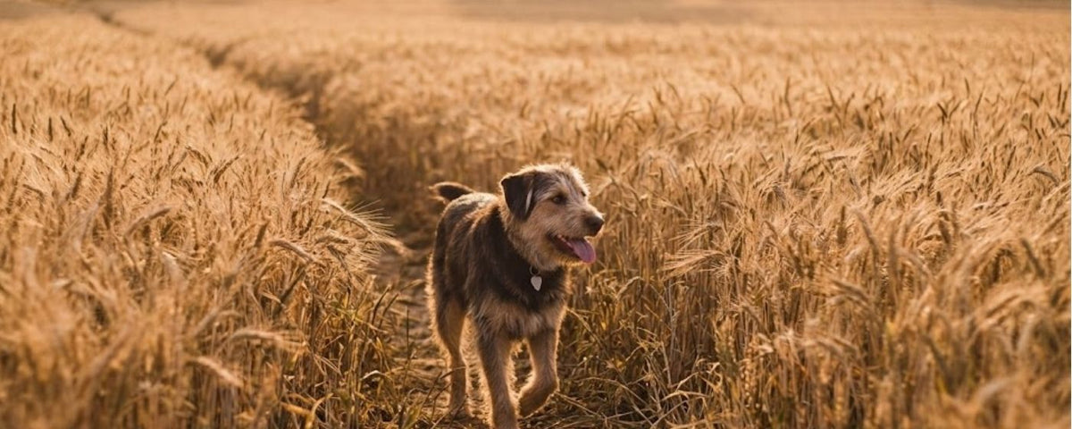 Grain free dog treats and chews from Wag & Whistle