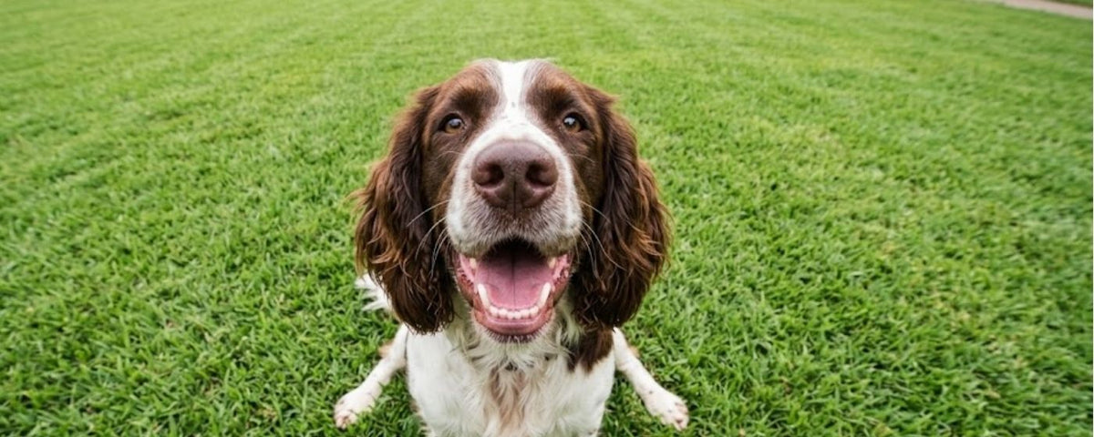 Easily digestible dog treats from Wag & Whistle