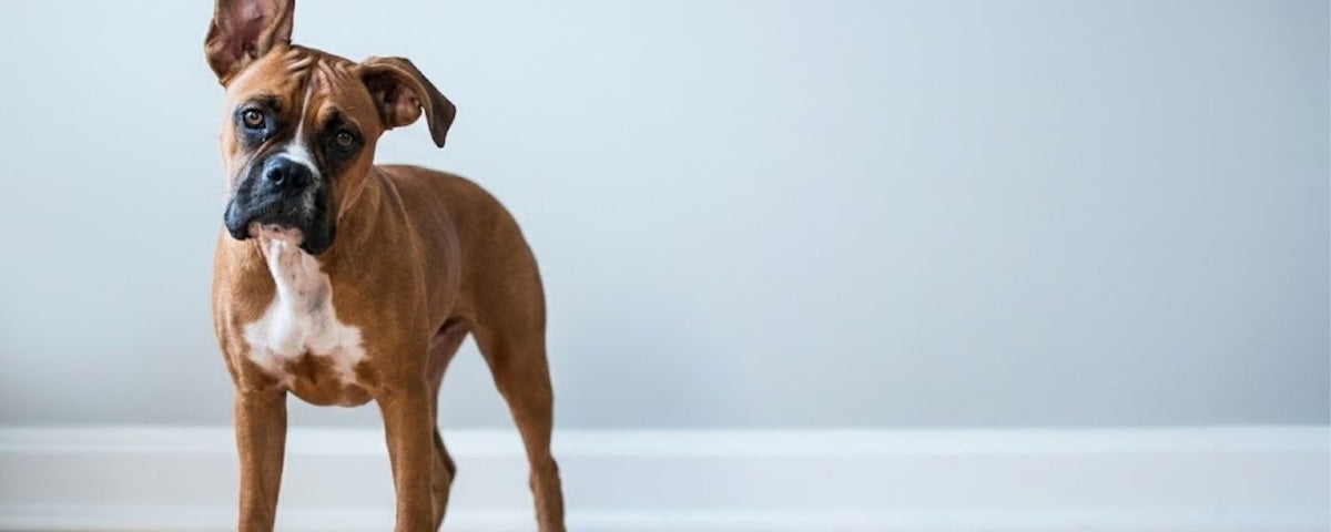 Low fat dog treats from Wag & Whistle