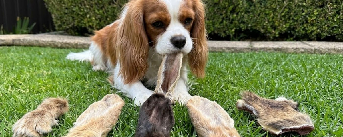 Natural fibre dog chews from Wag & Whistle