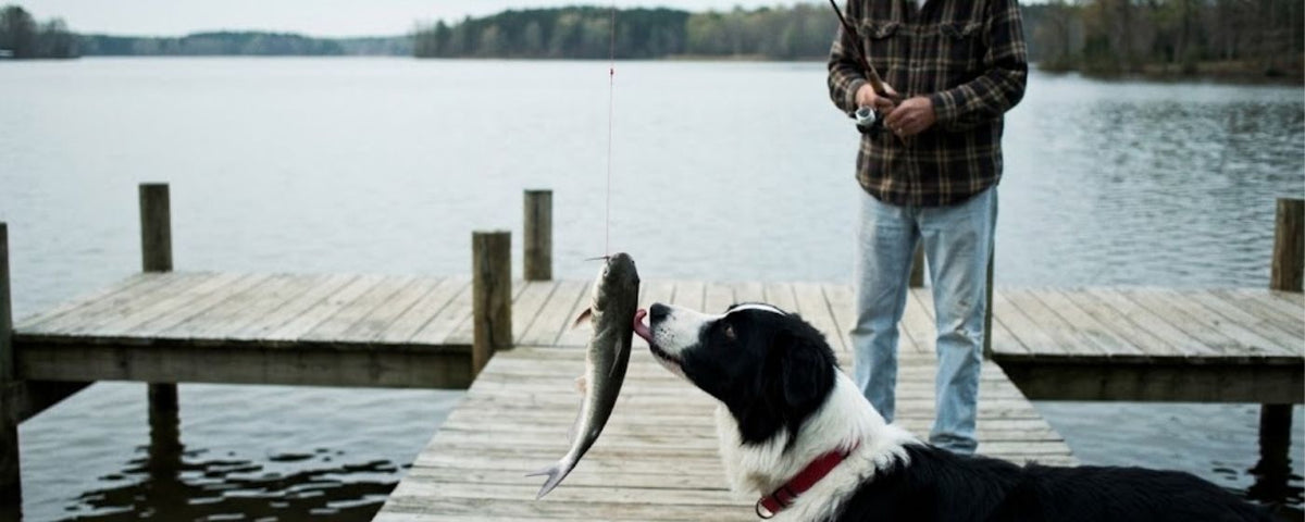 Oily fish dog treats naturally rich in omega-3 from Wag & Whistle