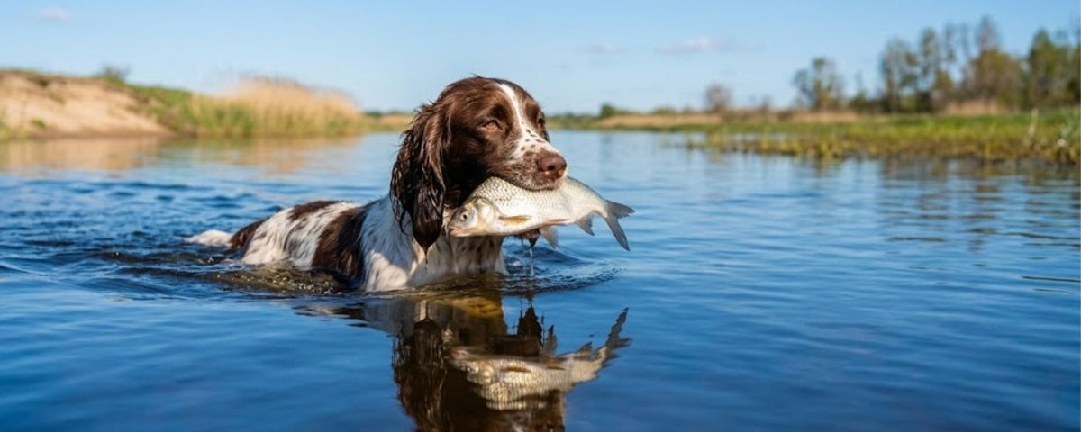 Natural fish dog treats from Wag & Whistle