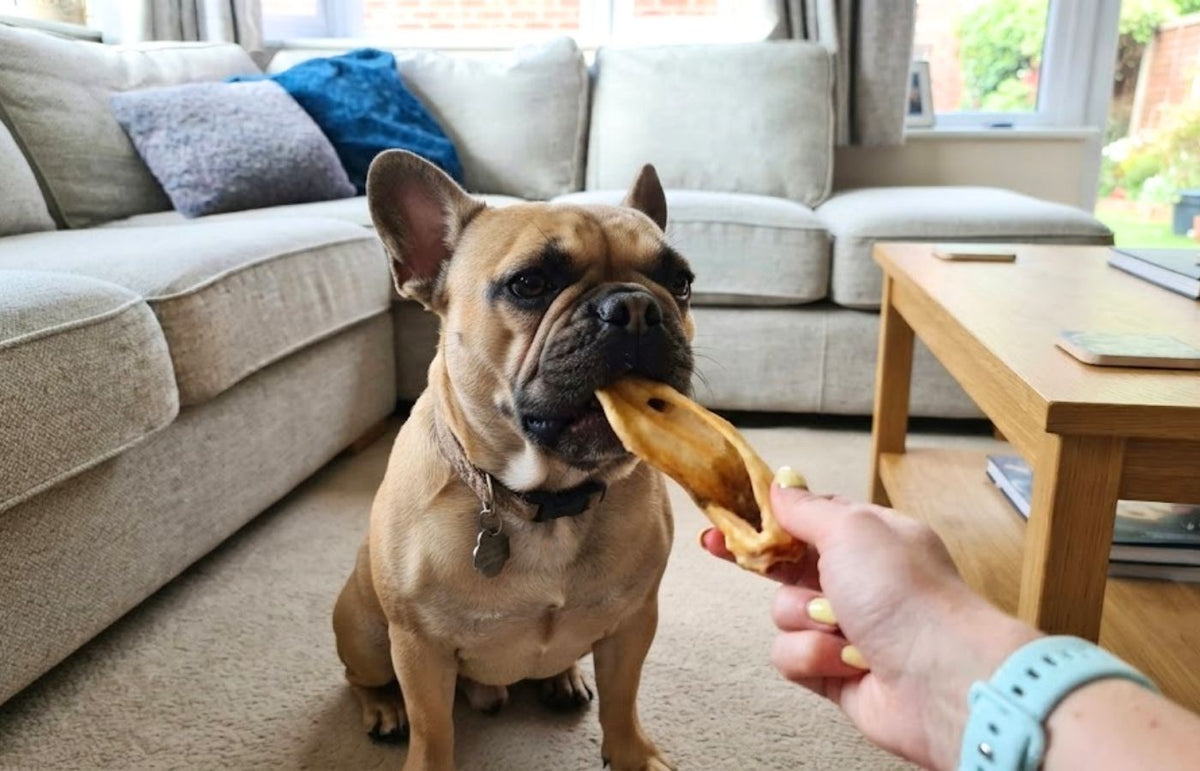 A French Bulldog taking a dried goat ear chew from a hand in a living room