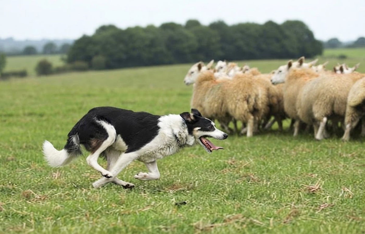 A black and white Border Collie running alongside a flock of sheep in a green field
