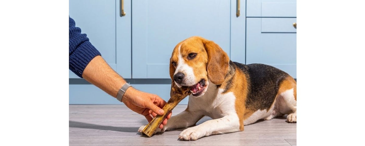 Natural ostrich dog treats and chews from Wag & Whistle