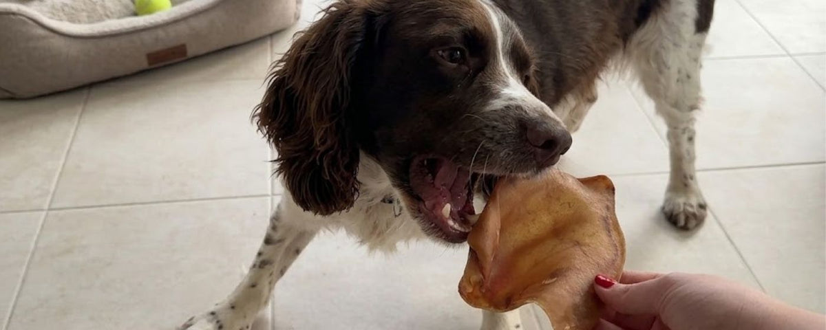 Natural pork dog treats and chews from Wag & Whistle