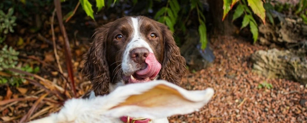 Natural rabbit dog treats and chews from Wag & Whistle