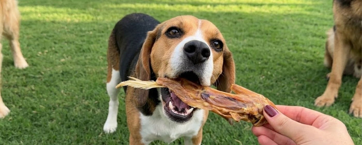 Natural turkey dog treats and chews from Wag & Whistle
