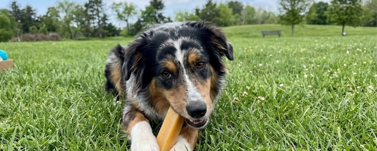 Natural yak dog chews from Wag & Whistle