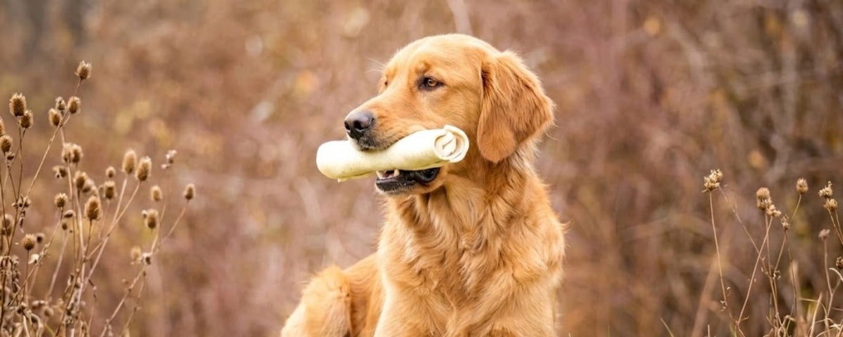 Long lasting natural dog chews from Wag & Whistle