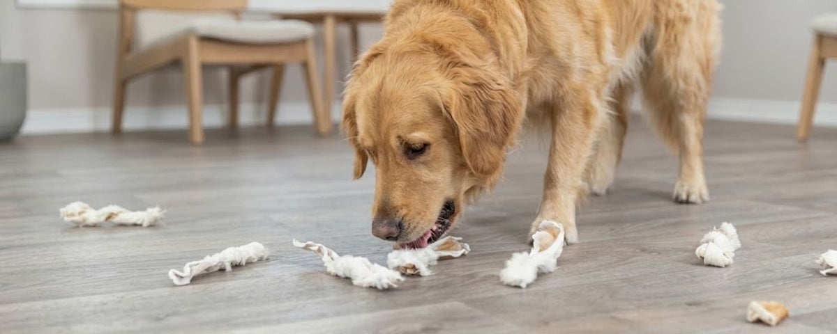 Primal natural dog chews from Wag & Whistle