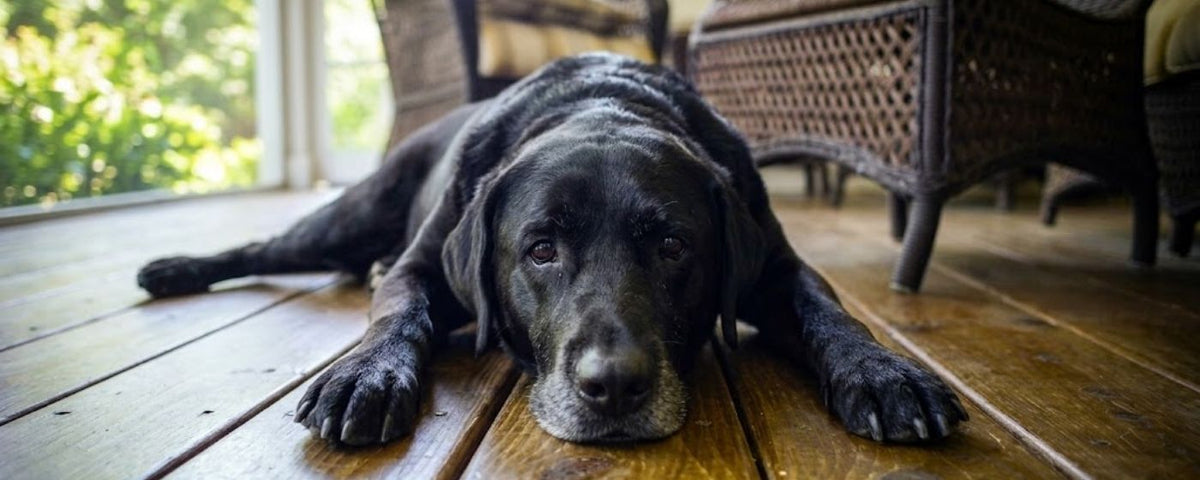 Natural treats and chews for senior dogs from Wag & Whistle