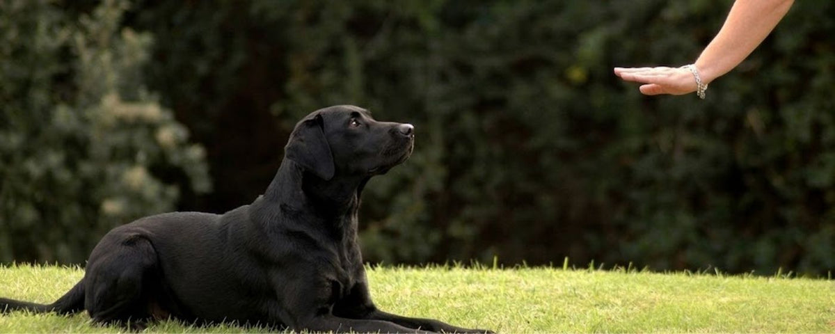 Natural training treats for dogs from Wag & Whistle