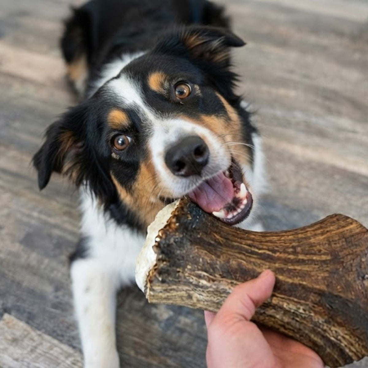 A tri-colour collie-type dog biting a thick XL deer antler held in a hand