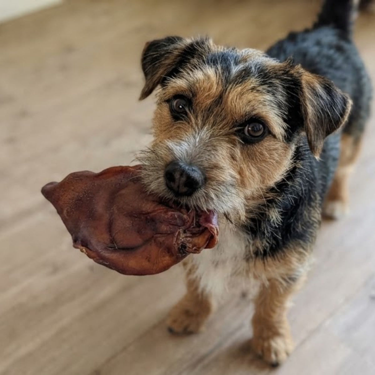 A scruffy black and tan terrier carrying a large pig ear across a wooden floor