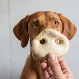 A puffed pig snout held up in front of a vizsla's face