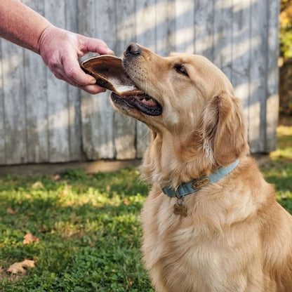 A golden retriever being offered a calf hoof chew by hand