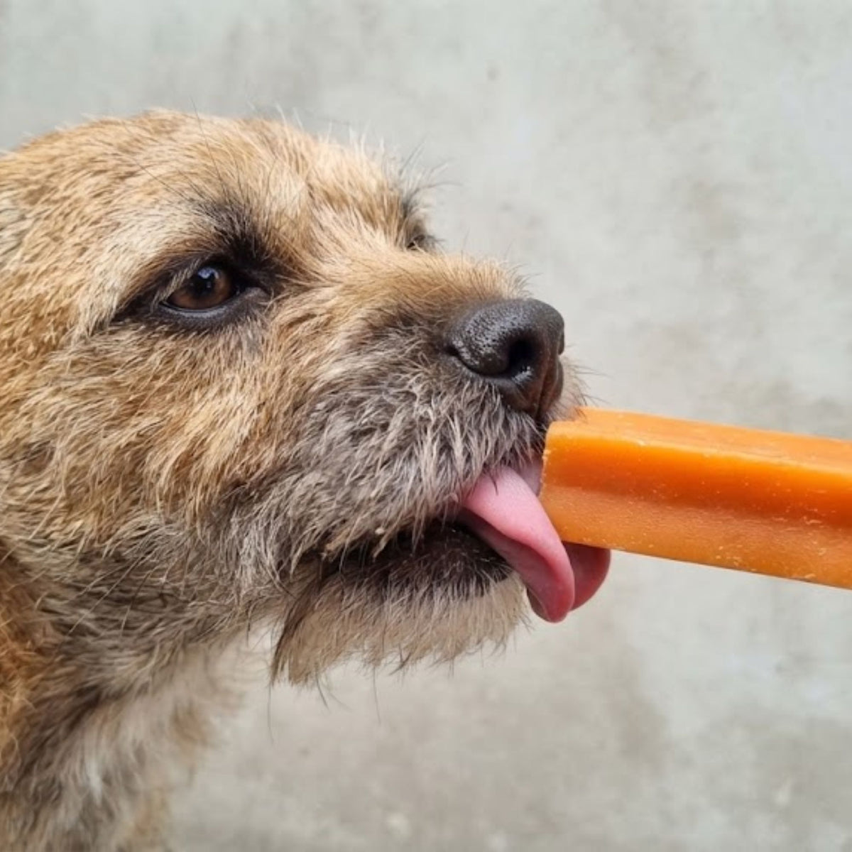 A border terrier chewing a yak bar against a grey wall