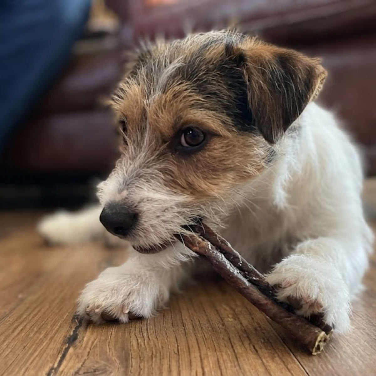 A jack russell puppy chewing a dried beef tripe stick