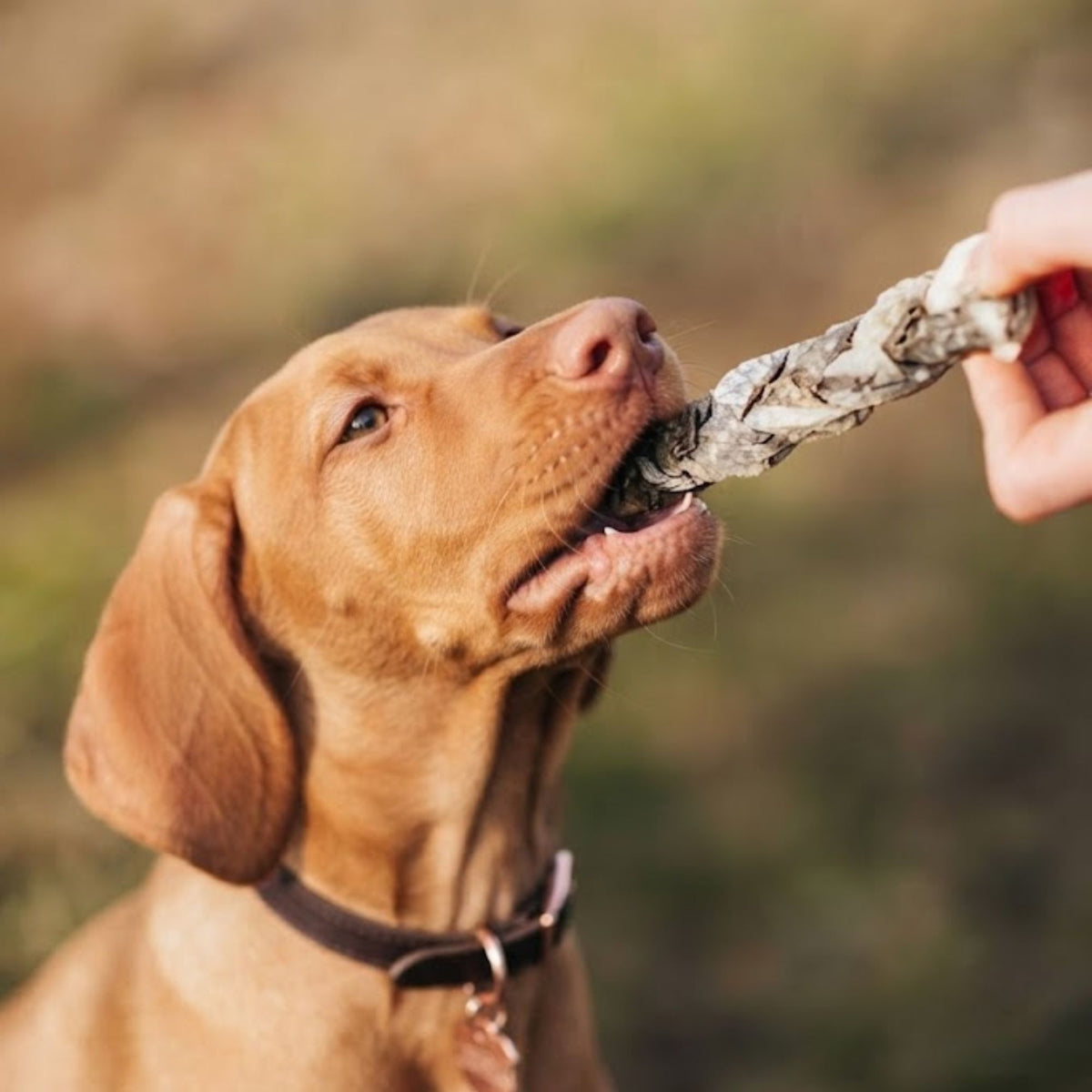 A Vizsla puppy taking a braided cod skin chew from a hand