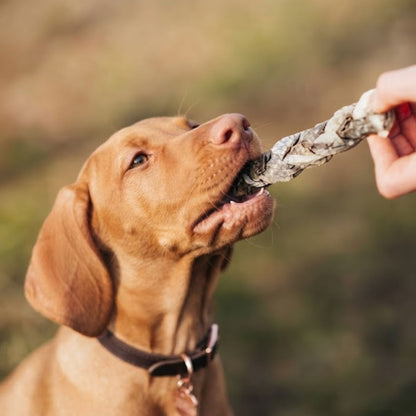 A Vizsla puppy taking a braided cod skin chew from a hand