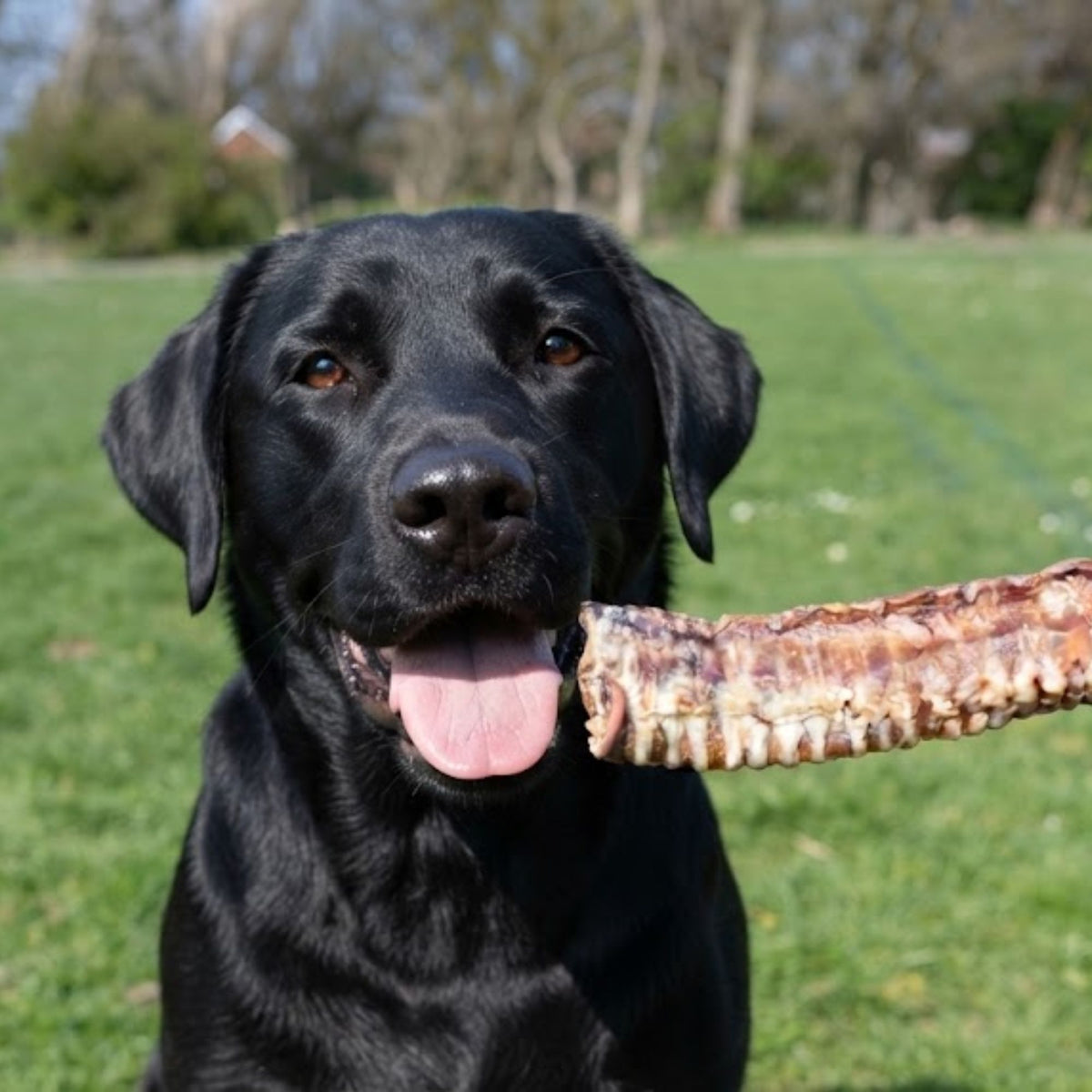 A black labrador being offered a dried beef trachea in a park