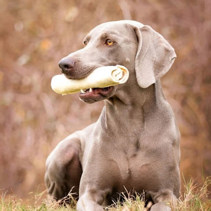 Weimaraner lying in long grass holding a buffalo wrap chew