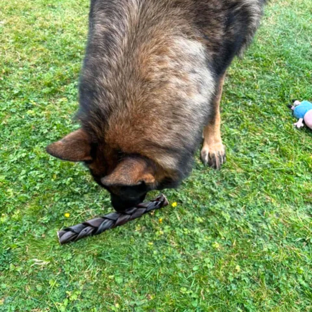 A German Shepherd sniffing a braided buffalo collagen chew on the grass
