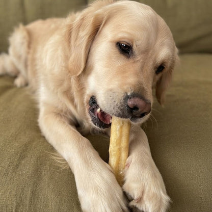 A golden retriever lying on a green sofa chewing a jumbo beef tail