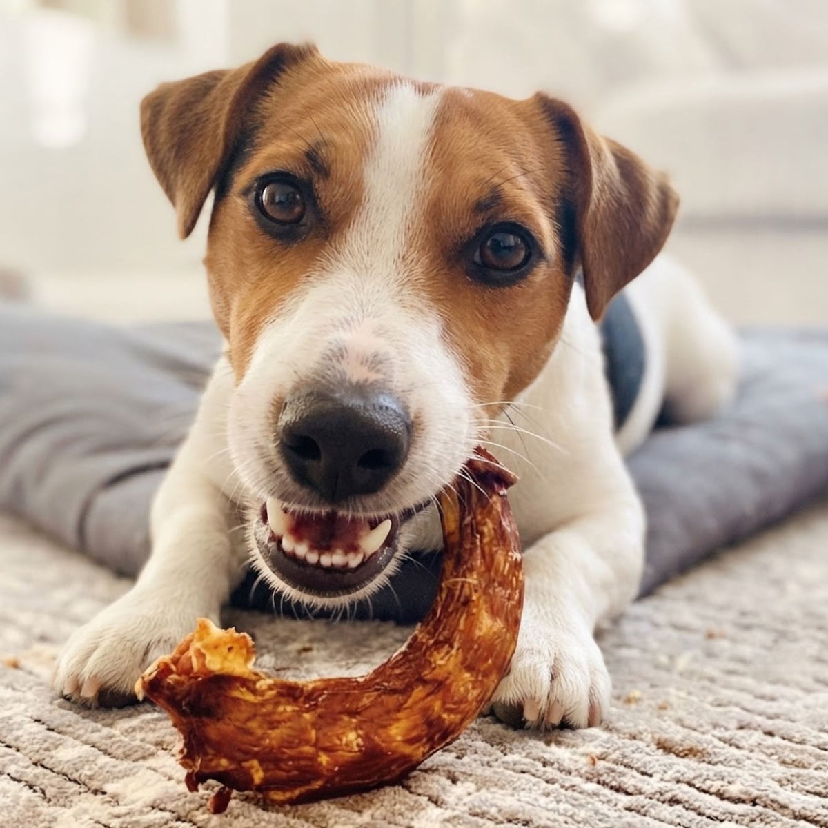 A Jack Russell Terrier lying on a rug chewing an air-dried turkey neck