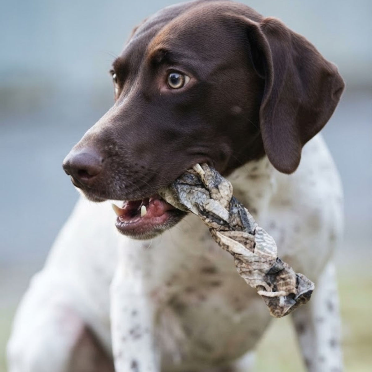 A German Shorthaired Pointer holding a braided cod skin chew in its mouth