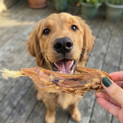 A golden retriever puppy being offered a dried turkey wing by hand